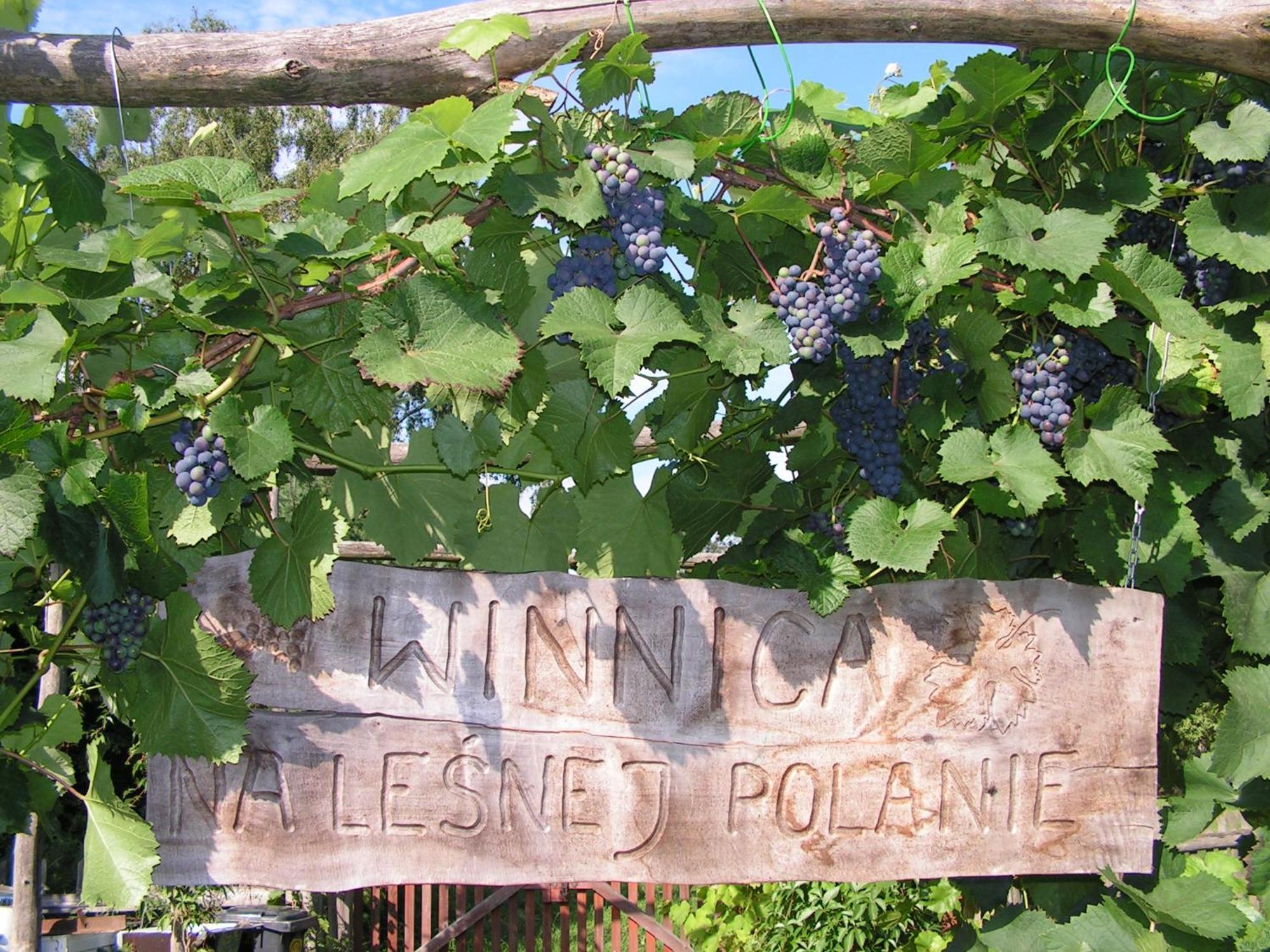 Winnica Na Lesnej Polanie Zabor Buitenkant foto